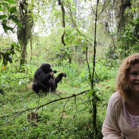 See the gorillas’ cheerful nature as they forage bamboo.