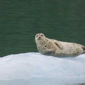 A Harbor Seal in Alaska