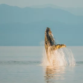 During this adventure, you will have unparalleled opportunities to see various marine wildlife up close, like witnessing a humpback whale in action!