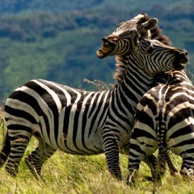 Male Zebras Clash in Serengeti National Park