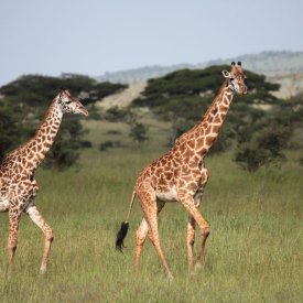 See the towering wonders of giraffes roaming Tanzania’s landscapes.
