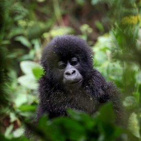 Find gorillas of all ages like this adorable baby gorilla at Volcanoes National Park.