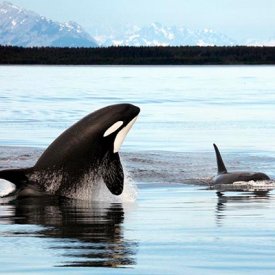 Board a boat and seek wildlife like orcas in Resurrection Bay.