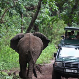 Elephants Sometimes Walk Right by the Vehicles!