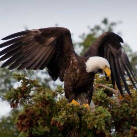 An eagle with its wings spread in Kenai Fjords National Park