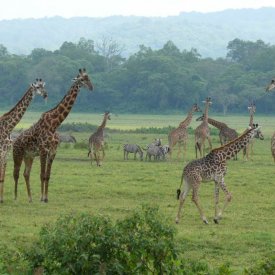 Little Serengeti in Arusha NP