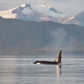 If you’re lucky, you may spot the incredible sight of an orca leaping from the water, a breathtaking scene against the backdrop of Alaska’s pristine waters.
