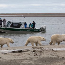 Viewing Polar Bears from a Heated Boat