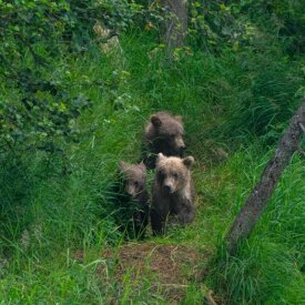 Spot cubs foraging in the wilderness.
