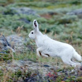 An arctic hare in the early fall
