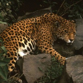 A Jaguar In the Amazon