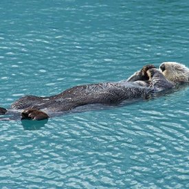 A sea otter “meditating” in Kenai Fjords National Park.
