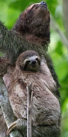 Hang on baby sloth