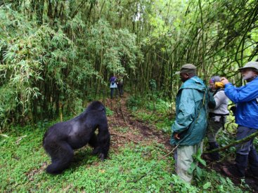 Embark on a thrilling journey throughout Rwanda’s gorilla habitats.