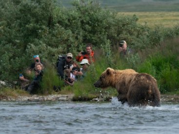 Depending on the season, you may observe grizzly bears forage for fish.