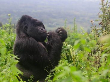 A gorilla posing for the camera.