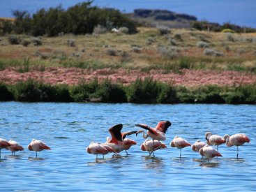 Spot flamingos at the lagoons of Patagonia.