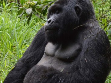 Witness gorillas’ daily routines, like taking a snooze, during our gorilla trekking journey.