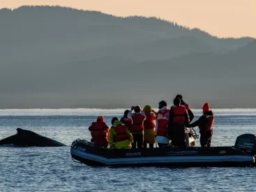 Enjoy wildlife spottings aboard a skiff, while cruising through nutrient-rich waters. Every day is an opportunity to witness the beauty of Alaska’s diverse marine life.