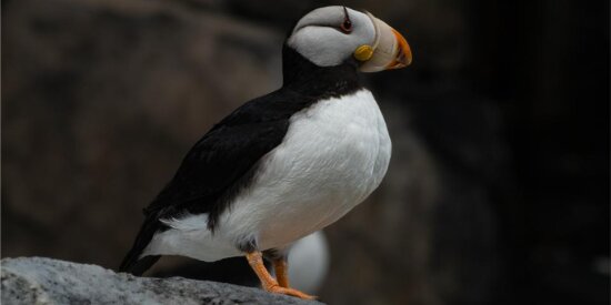 Search for Alaska’s abundant wildlife, like the puffin.
