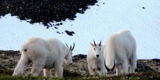 Mountain goats in between Anchorage and Seward Alaska
