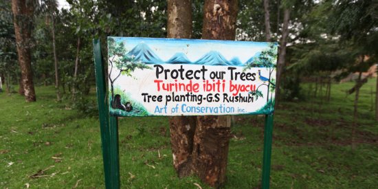 Protect the trees in Rwanda