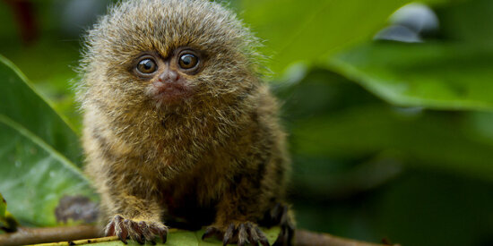 Pgymy marmosets, one of the world’s smallest monkeys, can be seen in the Amazon Rainforest