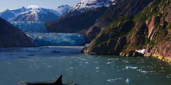 Glaciars & Orcas in Kenai Fjords National Park