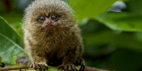 Pgymy marmosets, one of the world’s smallest monkeys, can be seen in the Amazon Rainforest