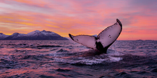 Whale Tail!