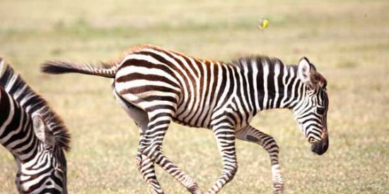 A baby zebra in the Serengeti