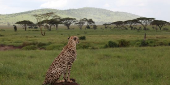 A cheetah surveys the surroundings in the Serengeti