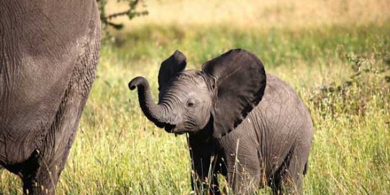 A baby elephant in the Serengeti