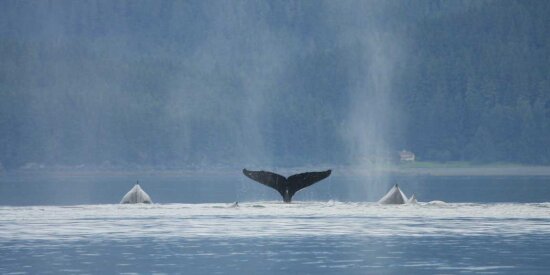 Humpback whales in Alaska