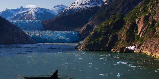 Glaciars & Orcas in Kenai Fjords National Park
