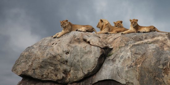 Lions on a Kopje in Serengeti National Park
