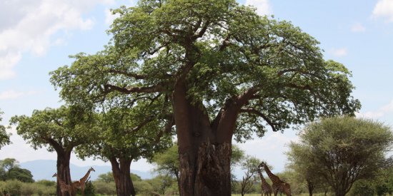 Giraffes under a baobab tree in Tarangire National Park