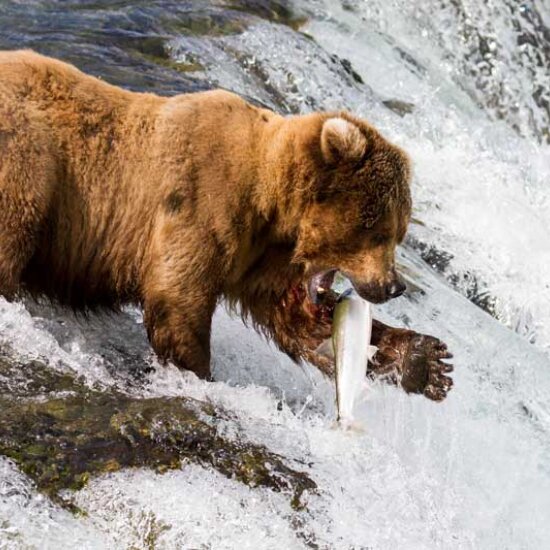 A Grizzle Spears a Salmon in Katmailand near Brooks Lodge